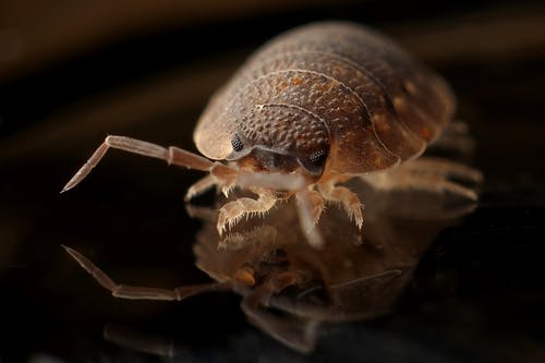 armadillo-worm-bug-insect